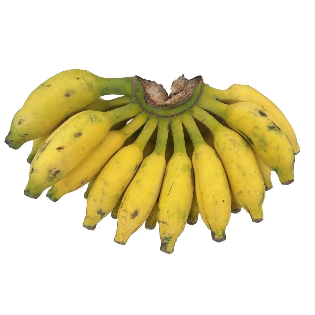 Banana Kanthali: The Tropical Delight