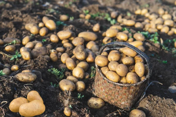 The Nutritional Powerhouse: Understanding the Benefits of Potatoes